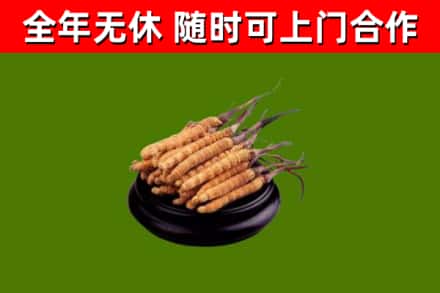 城关回收散虫草