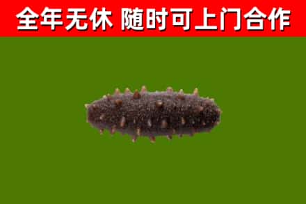 城关回收海参干